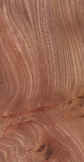 Elm